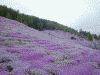 滝上公園の芝桜(20)