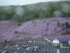 ヘリから見た滝上公園の芝桜(1)