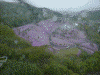 ヘリから見た滝上公園の芝桜(2)