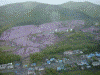 ヘリから見た滝上公園の芝桜(3)