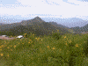 スカイレーターから見たニッコウキスゲと山並み(1)