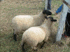 拾ってきた家の近くに買われている羊たち(1)