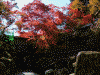 箱根美術館の紅葉(2)