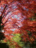 箱根美術館の紅葉(3)