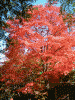 箱根美術館の紅葉(5)