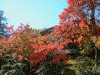 箱根美術館の紅葉(9)