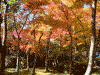 箱根美術館の紅葉(12)