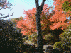 箱根美術館の紅葉(19)