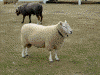 羊(4)