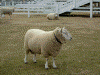 羊(6)