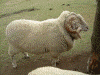 羊(8)