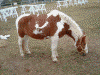 馬(2)