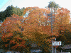 西山高雄バス停へ向かう階段に広がる紅葉