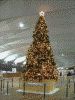 大さん橋 国際客船ターミナルのクリスマスツリー(2)