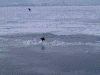 ガリンコ号IIから見た流氷(7)/オジロワシ