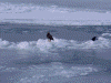 ガリンコ号IIから見た流氷(8)/オジロワシ
