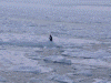 ガリンコ号IIから見た流氷(9)/天然記念物のオオワシ