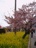 河津桜と菜の花(1)