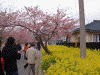 河津桜と菜の花(2)