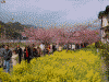 河津桜と菜の花(3)