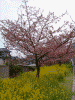 河津桜と菜の花(4)