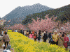 河津桜と菜の花(5)