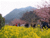 河津桜と菜の花(10)