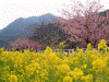 河津桜と菜の花(11)