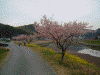 下賀茂みなみの桜(1)