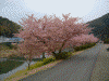 下賀茂みなみの桜(8)