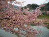 下賀茂みなみの桜(9)
