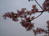 下賀茂みなみの桜(10)/ムクドリが止まっています