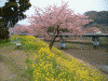 下賀茂みなみの桜(15)