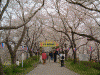 桜堤の桜(1)