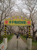 桜堤の桜(2)