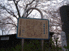 桜堤の桜(3)/桜の由来