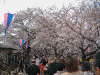 桜堤の桜(5)