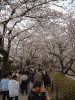 桜堤の桜(6)