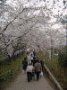 桜堤の桜(7)