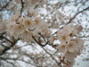 桜堤の桜(9)