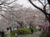 桜堤の桜(10)