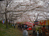 桜堤の桜(11)