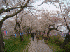 桜堤の桜(19)
