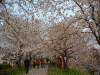 桜堤の桜(22)