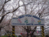 桜堤の桜(26)