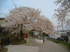 桜堤の桜(28)