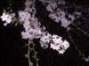 六義園のしだれ桜(7)