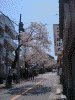桜道の桜(1)