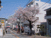 桜道の桜(2)