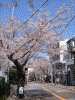 桜道の桜(4)